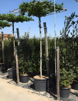 MORUS kagayamae FRUITLESS En pot forme plateau sur tige hauteur du tronc 190-210