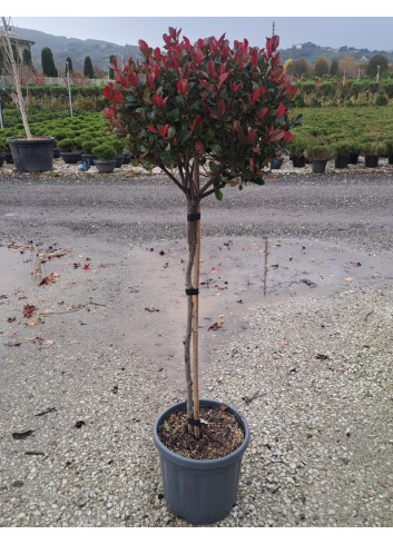 PHOTINIA fraseri LITTLE RED ROBINEn pot forme tige hauteur du tronc 090-110 cm