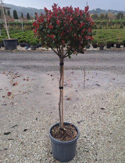 PHOTINIA fraseri LITTLE RED ROBINEn pot forme tige hauteur du tronc 090-110 cm