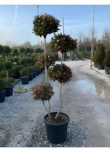 PHOTINIA fraseri LITTLE RED ROBIN En pot forme pompons