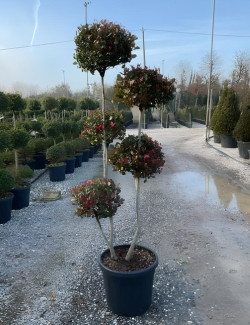 PHOTINIA fraseri LITTLE RED ROBIN En pot forme pompons
