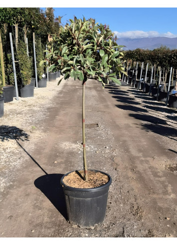 PHOTINIA fraseri PINK MARBLE® En pot forme tige hauteur du tronc 090-110 cm
