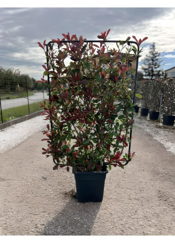 PHOTINIA fraseri PINK MARBLE® En pot forme espalier
