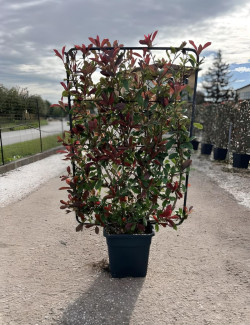 PHOTINIA fraseri PINK MARBLE® En pot forme espalier