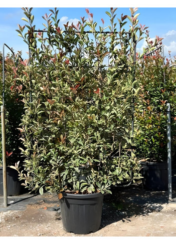PHOTINIA fraseri PINK MARBLE® En pot forme espalier