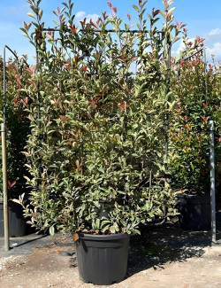 PHOTINIA fraseri PINK MARBLE® En pot forme espalier