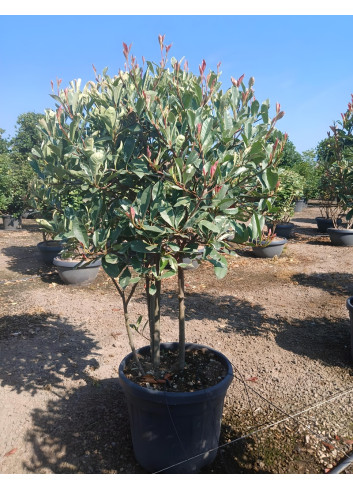 PHOTINIA fraseri PINK MARBLE® En pot cépée remontée