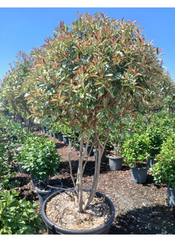 PHOTINIA fraseri PINK MARBLE® En pot cépée remontée