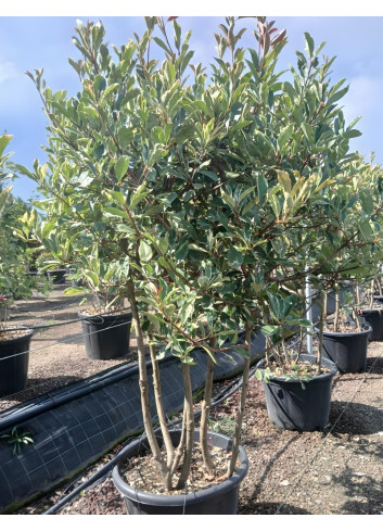 PHOTINIA fraseri PINK MARBLE® En pot cépée remontée