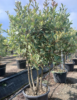PHOTINIA fraseri PINK MARBLE® En pot forme cépée remontée