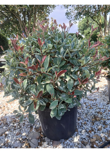 PHOTINIA fraseri PINK MARBLE® En pot forme boule