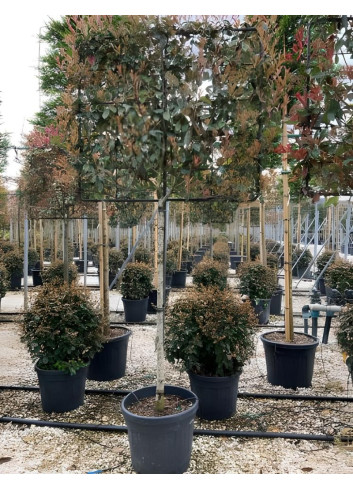 PHOTINIA fraseri PINK MARBLE® En pot rideau sur tige hauteur du tronc 190-210 cm