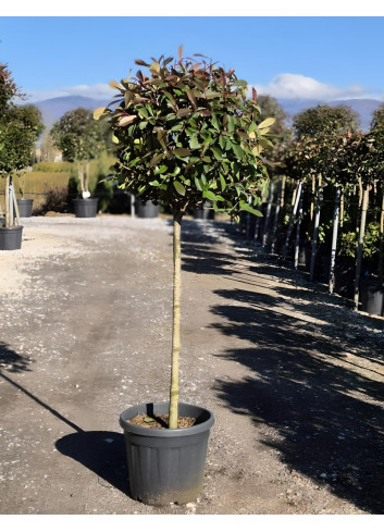 PHOTINIA fraseri RED ROBIN En pot forme tige hauteur du tronc 090-110 cm