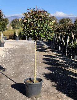 PHOTINIA fraseri RED ROBIN En pot forme tige hauteur du tronc 090-110 cm