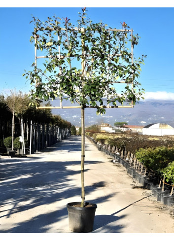 PHOTINIA fraseri RED ROBIN En pot forme rideau sur tige hauteur du tronc 190-210 cm