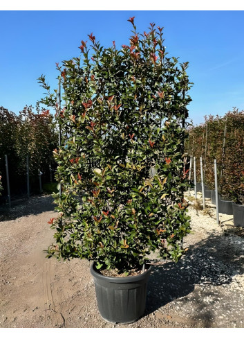 PHOTINIA fraseri RED ROBIN En pot forme espalier
