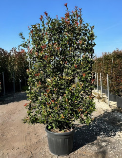 PHOTINIA fraseri RED ROBIN En pot forme espalier