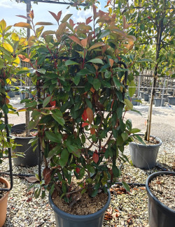 PHOTINIA fraseri RED ROBIN En pot forme espalier