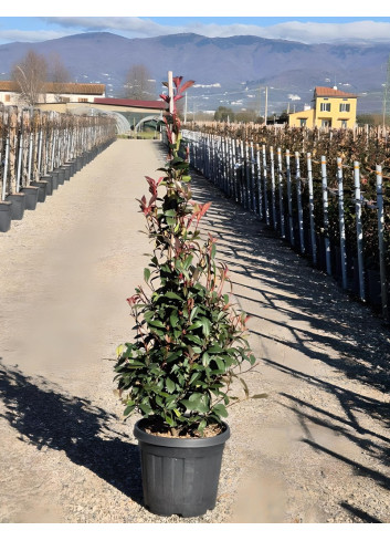 PHOTINIA fraseri RED ROBIN En pot forme conique