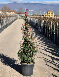 PHOTINIA fraseri RED ROBIN En pot forme conique
