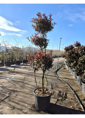 PHOTINIA fraseri RED ROBIN En pot forme pompons