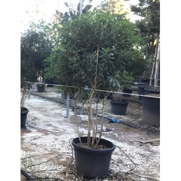PITTOSPORUM tobira En pot forme cépée remontée