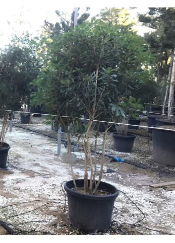 PITTOSPORUM tobira En pot forme cépée remontée