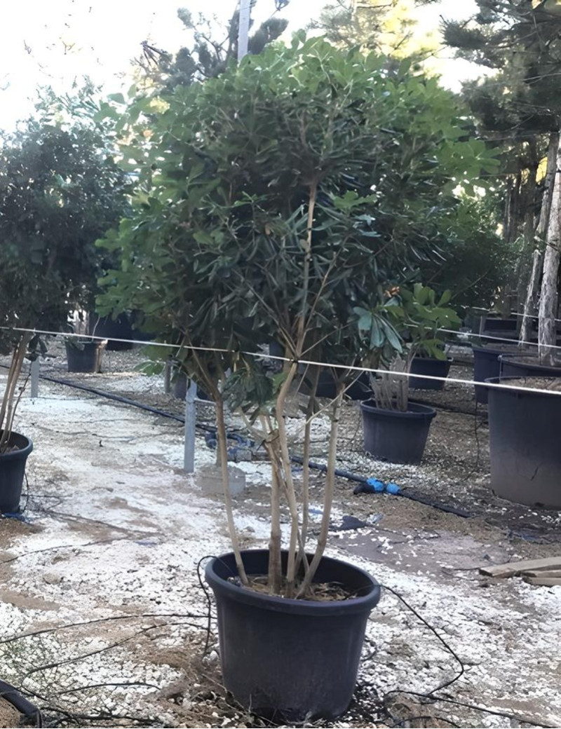 PITTOSPORUM tobira En pot forme cépée remontée PITTOSPORUM tobira En pot forme cépée remontée