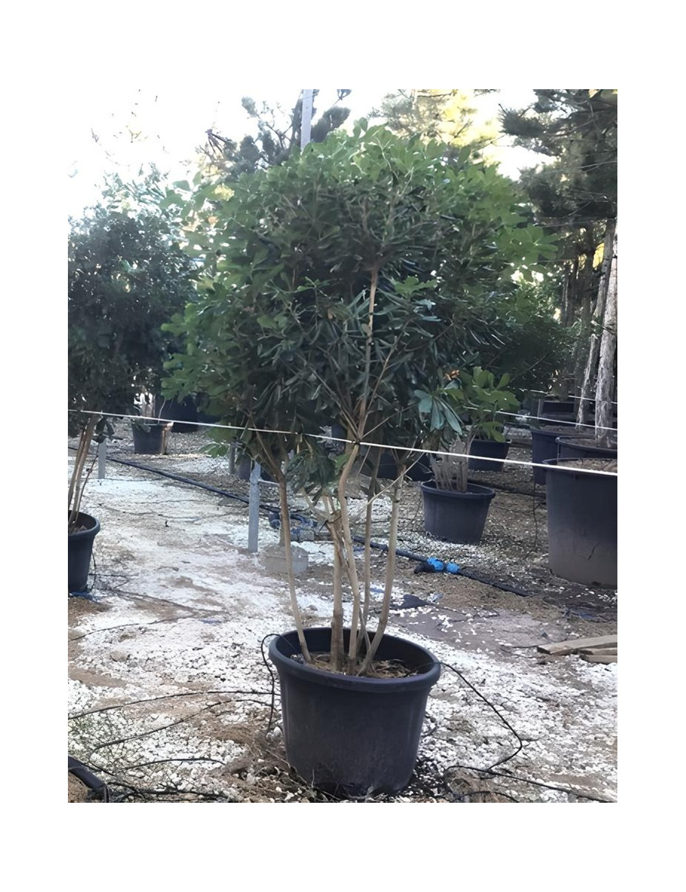 PITTOSPORUM tobira En pot forme cépée remontée