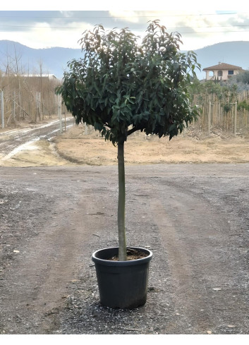 En pot de 15-20 litres forme espalier