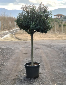 PRUNUS lusitanica En pot de 15-20 litres tige hauteur du tronc 090-110 cm