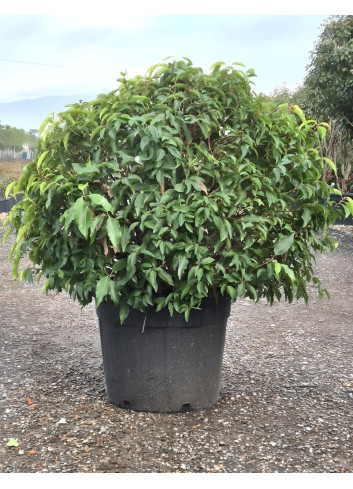 PRUNUS lusitanica En pot forme boule