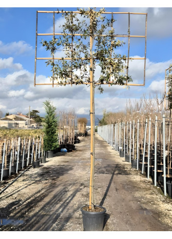QUERCUS ilex En pot forme rideau sur tige hauteur du tronc 190-210 cm