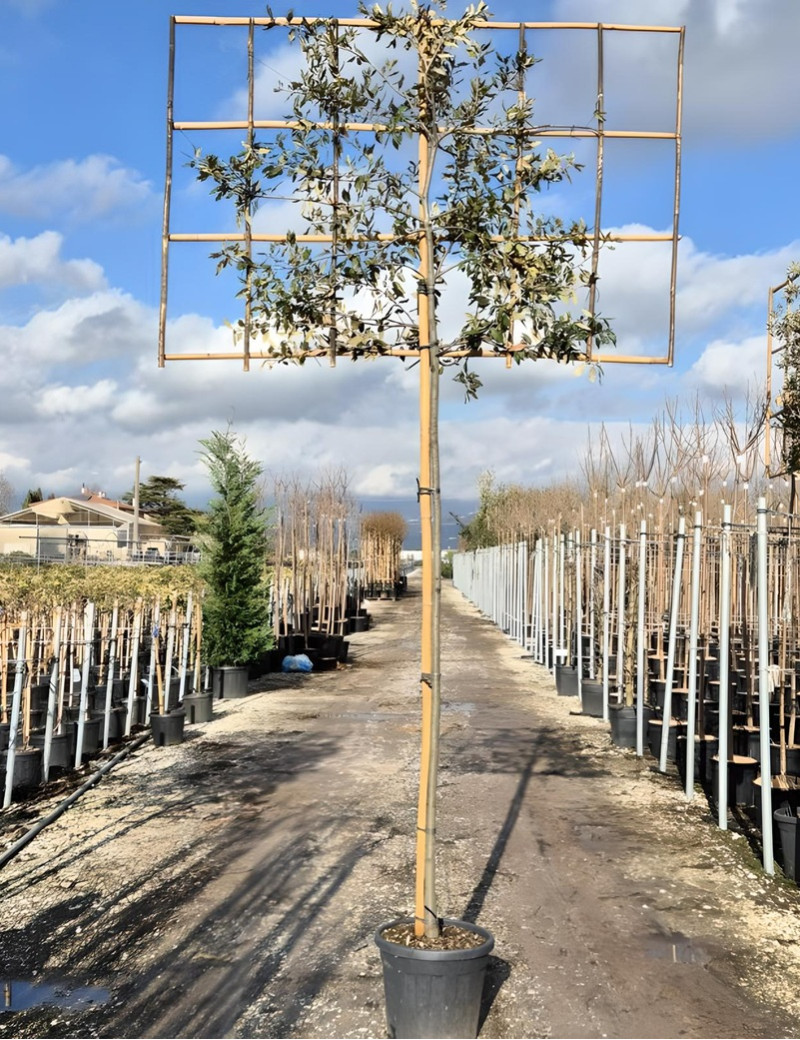 QUERCUS ilex En pot forme rideau sur tige hauteur du tronc 190-210 cm QUERCUS ilex En pot forme rideau sur tige hauteur du tronc 190-210 cm