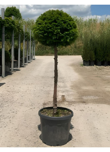 TAXUS baccata En pot forme tige hauteur du tronc 090-110 cm