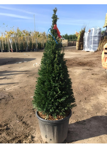 TAXUS baccata En pot forme conique