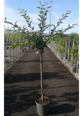 PRUNUS ACCOLADE En pot de 15-20 litres tige hauteur du tronc 090-110 cm circonférence du tronc 06-08 cm