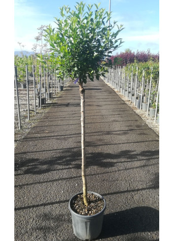PRUNUS fruticosa GLOBOSA En pot de 15-20 litres tige hauteur du tronc 090-110 cm circonférence du tronc 06-08 cm