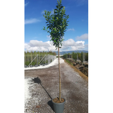 PRUNUS laurocerasus NOVITA En pot de 35-50 litres tige hauteur du tronc 190-210 cm circonférence du tronc 08-10 cm