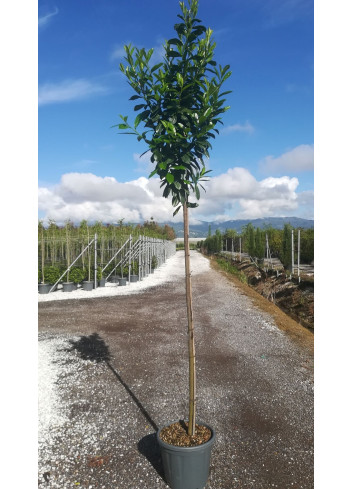 PRUNUS laurocerasus NOVITA En pot de 35-50 litres tige hauteur du tronc 190-210 cm circonférence du tronc 08-10 cm