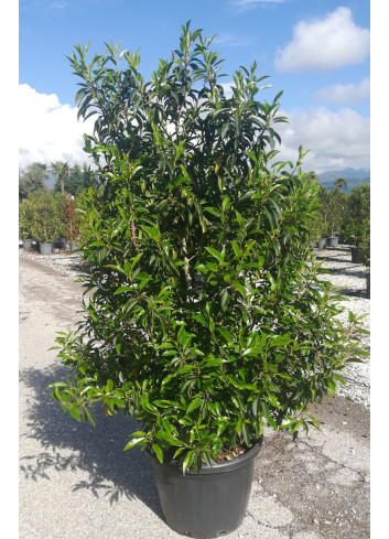 PRUNUS lusitanica ANGUSTIFOLIA En pot de 35-50 litres buisson hauteur 125-150 cm