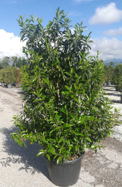 PRUNUS lusitanica ANGUSTIFOLIA En pot de 35-50 litres buisson hauteur 125-150 cm