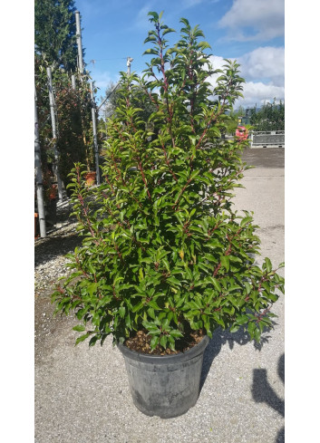 PRUNUS lusitanica BRENELIA En pot de 35-50 litres buisson hauteur 150-175 cm