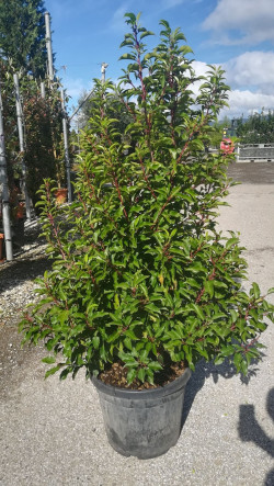 PRUNUS lusitanica BRENELIA En pot de 35-50 litres buisson hauteur 150-175 cm
