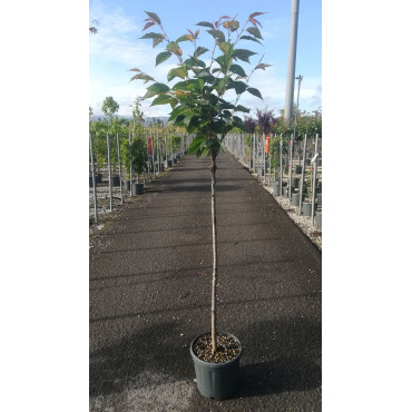 PRUNUS serrulata KANZAN En pot de 15-20 litres tige hauteur du tronc 090-110 cm circonférence du tronc 06-08 cm