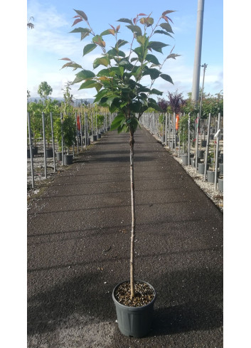 PRUNUS serrulata KANZAN En pot de 15-20 litres tige hauteur du tronc 090-110 cm circonférence du tronc 06-08 cm