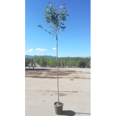 PRUNUS serrulata KANZAN En pot de 15-20 litres tige hauteur du tronc 190-210 cm circonférence du tronc 06-08 cm