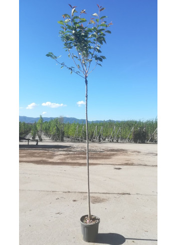 PRUNUS serrulata KANZAN En pot de 15-20 litres tige hauteur du tronc 190-210 cm circonférence du tronc 06-08 cm