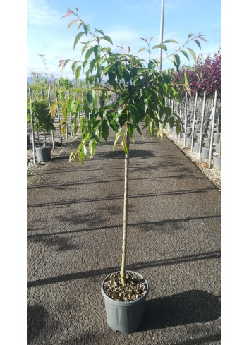 PRUNUS KIKU-SHIDARE-ZAKURA En pot de 15-20 litres tige hauteur du tronc 090-110 cm circonférence du tronc 08-10 cm