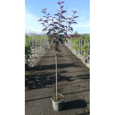 PRUNUS serrulata ROYAL BURGUNDY En pot de 15-20 litres tige hauteur du tronc 090-110 cm circonférence du tronc 08-10 cm